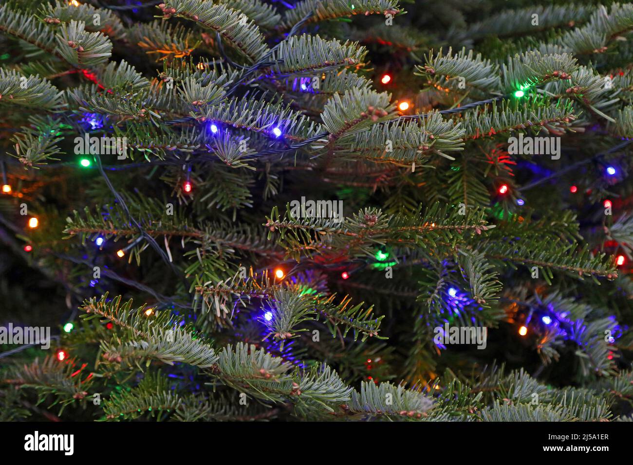 Spruce tree with Christmas lights Stock Photo