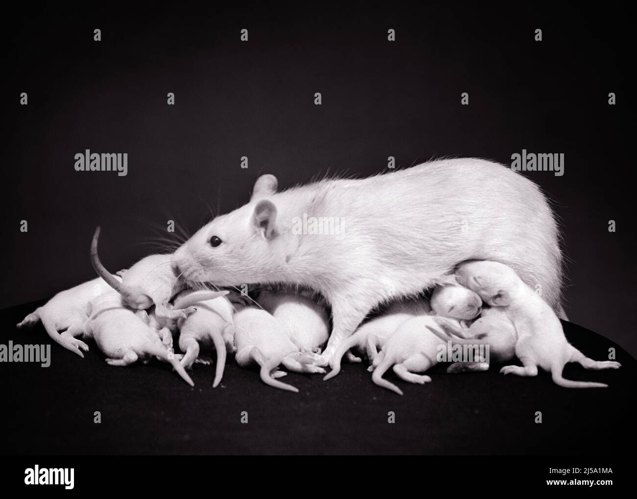 1930s 1940s MOTHER WHITE LAB RAT Rattus norvegicus domestica