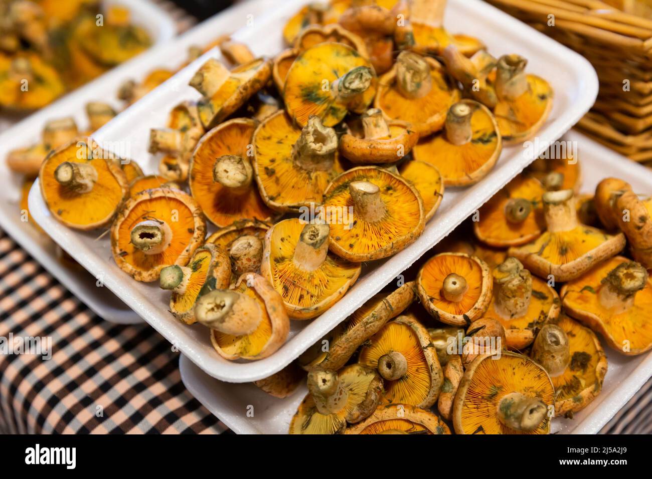 Fresh mushrooms lactarius deliciosus Stock Photo