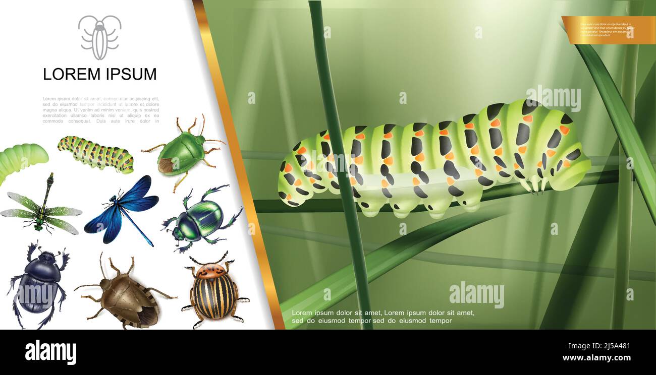 Realistic insects composition with caterpillar on grass dragonflies ...