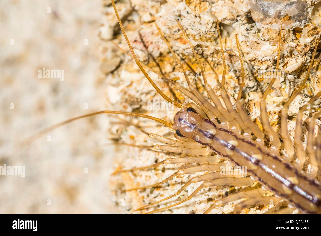 House centipede (Scutigera coleoptrata). Stock Photo