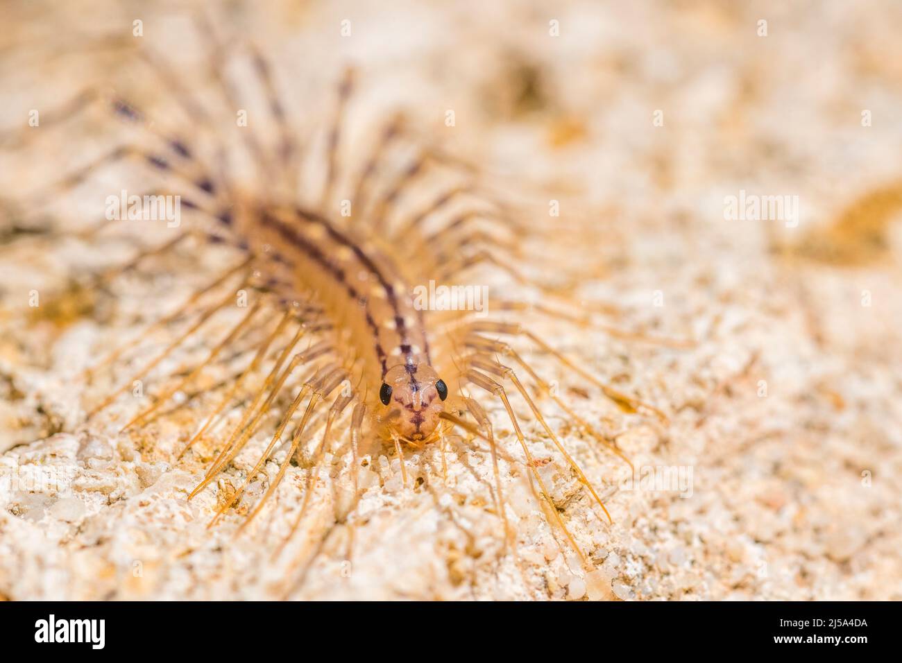 House centipede (Scutigera coleoptrata). Stock Photo