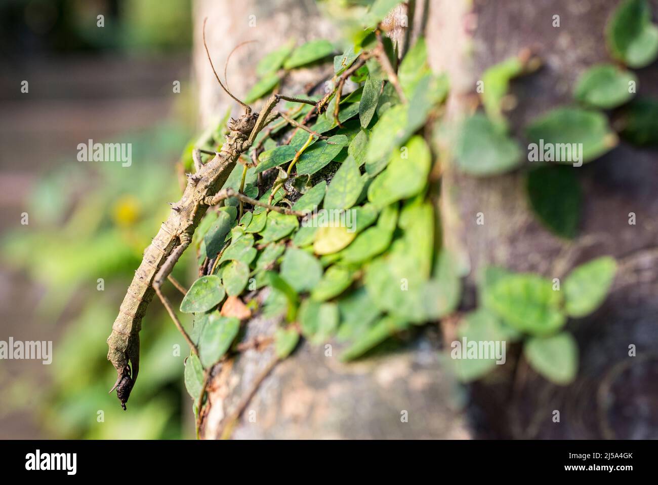 Aretaon asperrimus,with sometimes used common name thorny stick insect. Stock Photo