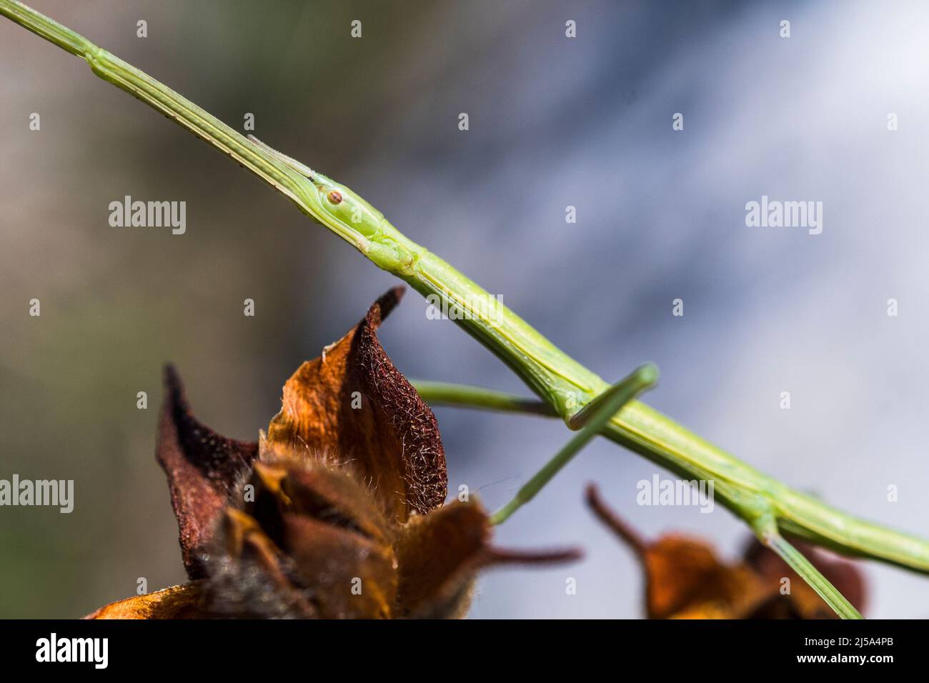 European stick insect (Bacillus rossius) also called the European stick