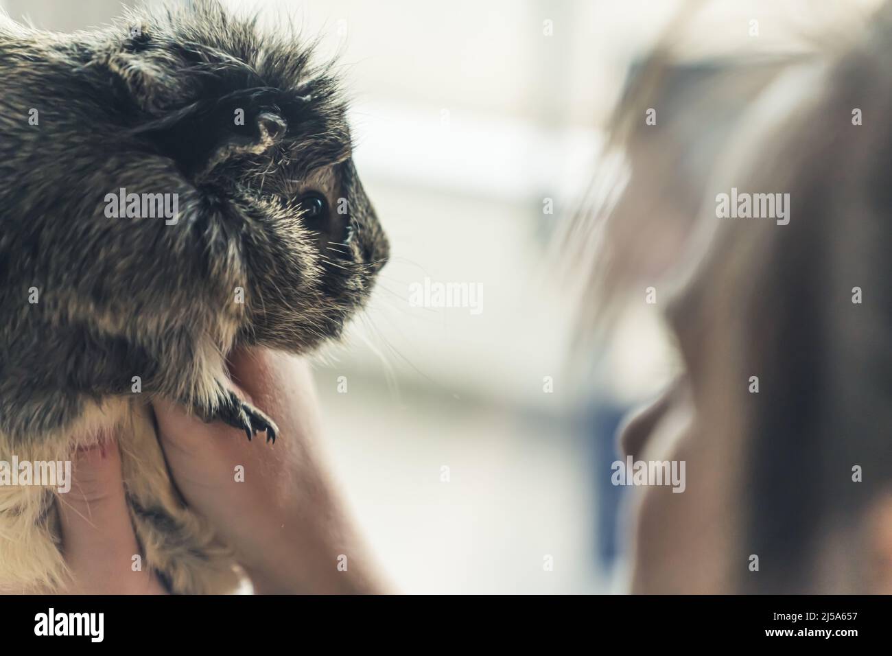 Cute gray Abyssinian guinea pig with fluffy fur held up by its owners. Domestic animal concept. High quality photo Stock Photo