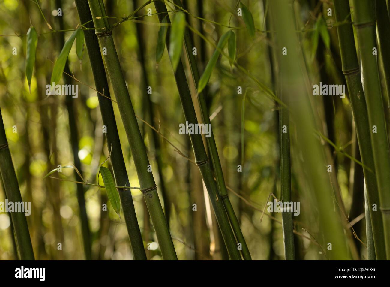 Abstract, blurred bamboo leaves and stalks background Stock Photo