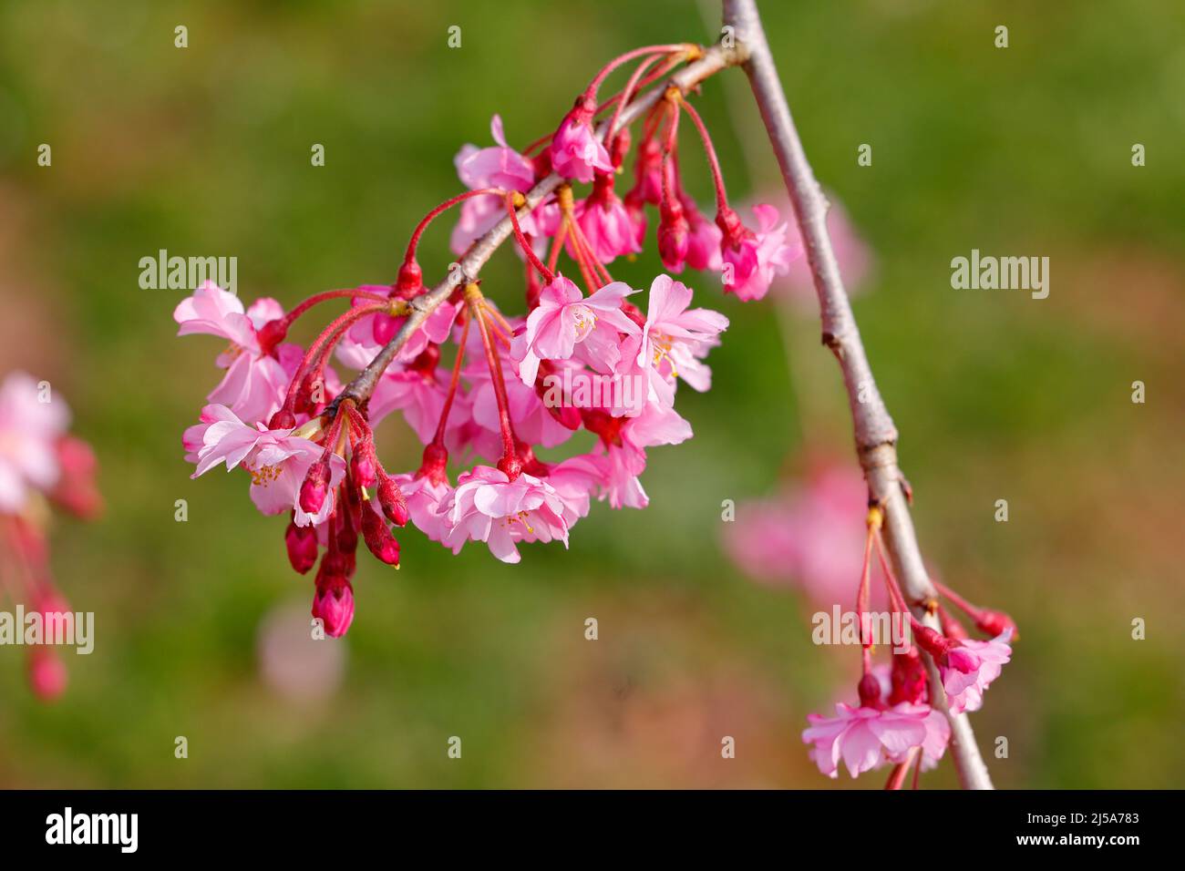 Closeup of a shidarezakura weeping cherry tree with pink blossoms and multiple petals in full and mid bloom. genus Prunus Stock Photo