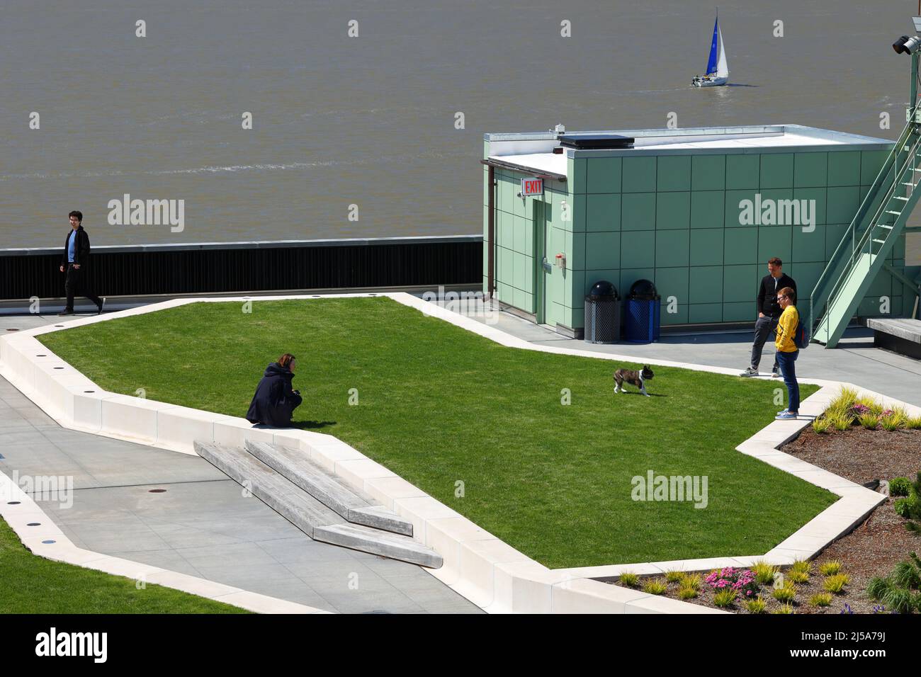A dog plays on the lawn on top of Pier 57 rooftop park at Hudson River Park in Manhattan; a sailboat sails past on the Hudson River, New York. Stock Photo