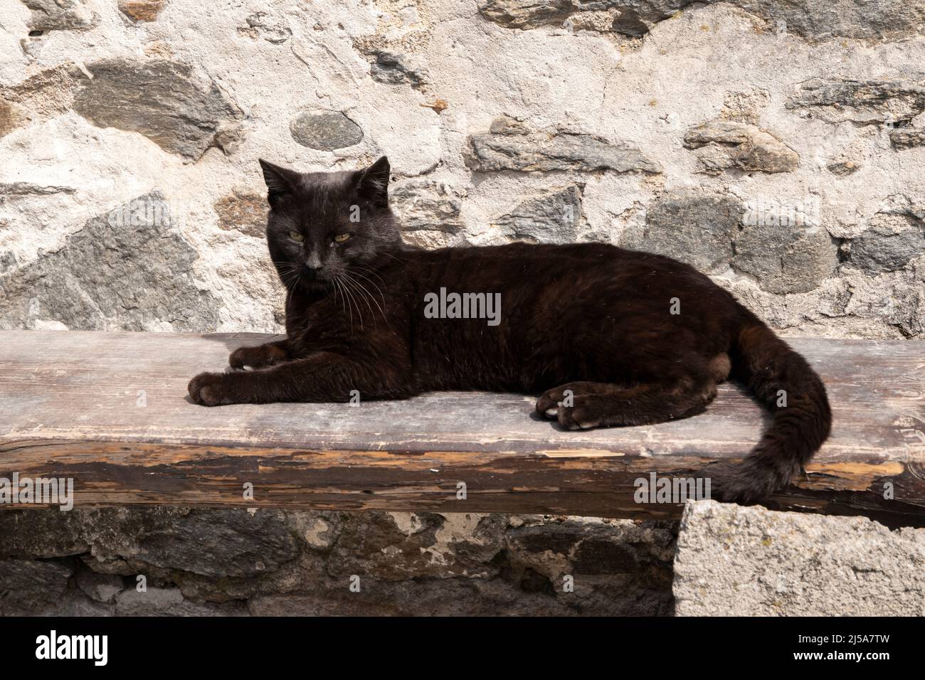 Black street cat lying on wooden bench Stock Photo - Alamy