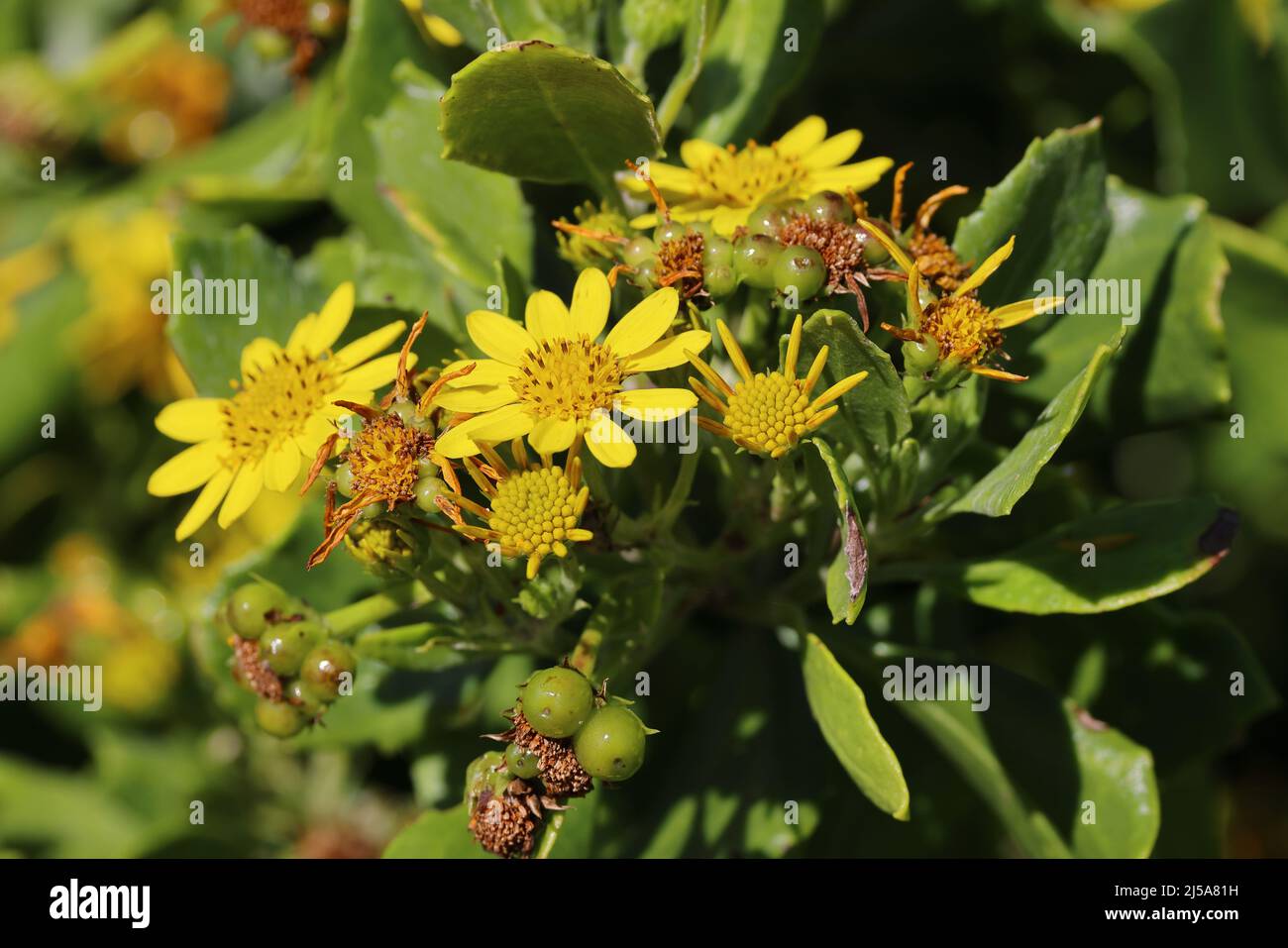 Bitou Bush with flowers (Chrysanthemoides monilifera) Stock Photo