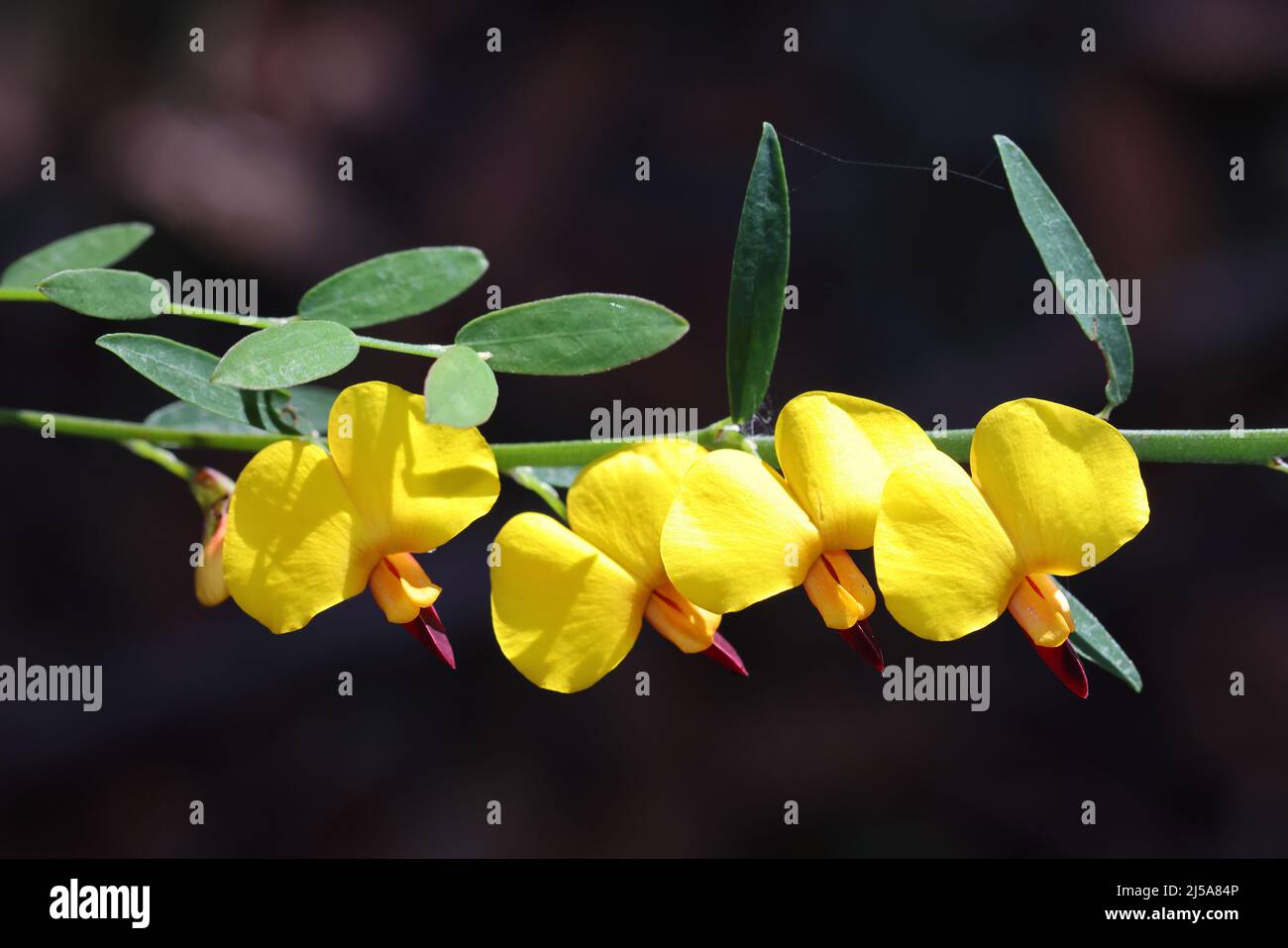 Variable Bossiaea plant in flower (Bossiaea heterophylla) Stock Photo