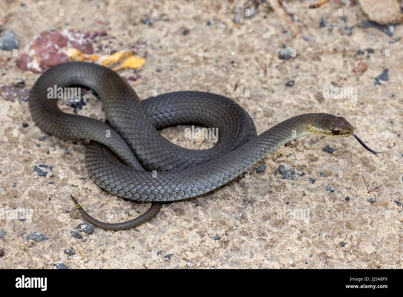 Swamp Snake (Hemiaspis signata) flickering tongue Stock Photo - Alamy