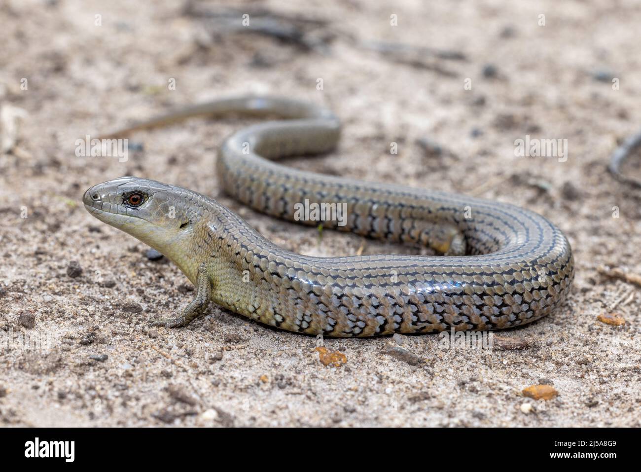 Porno von Tiz Nudist plyajda gavjum joyda jinsiy aloqa