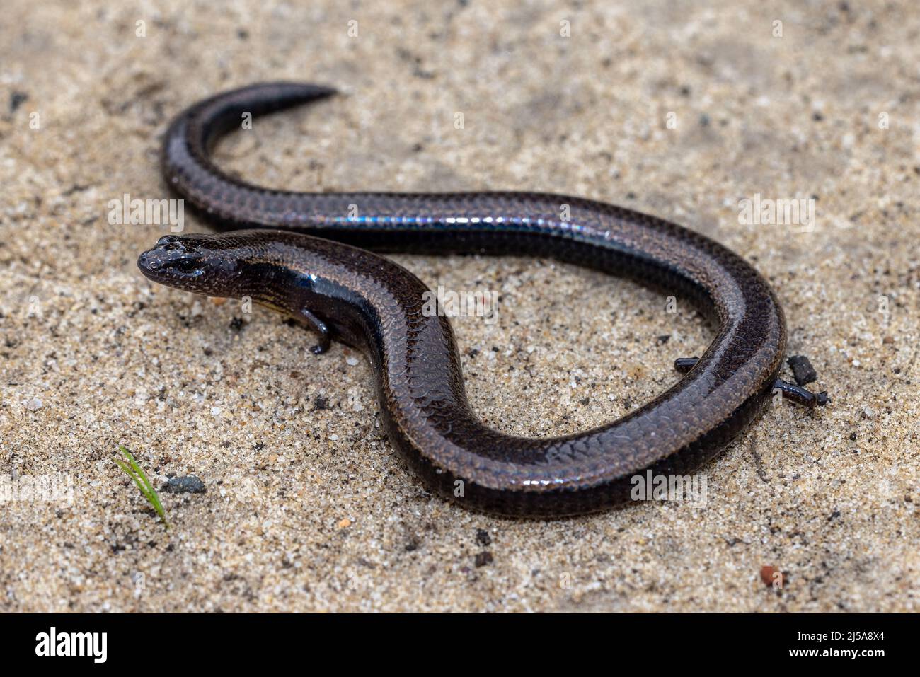 Three-toed Skink (Siophis equalis) Stock Photo