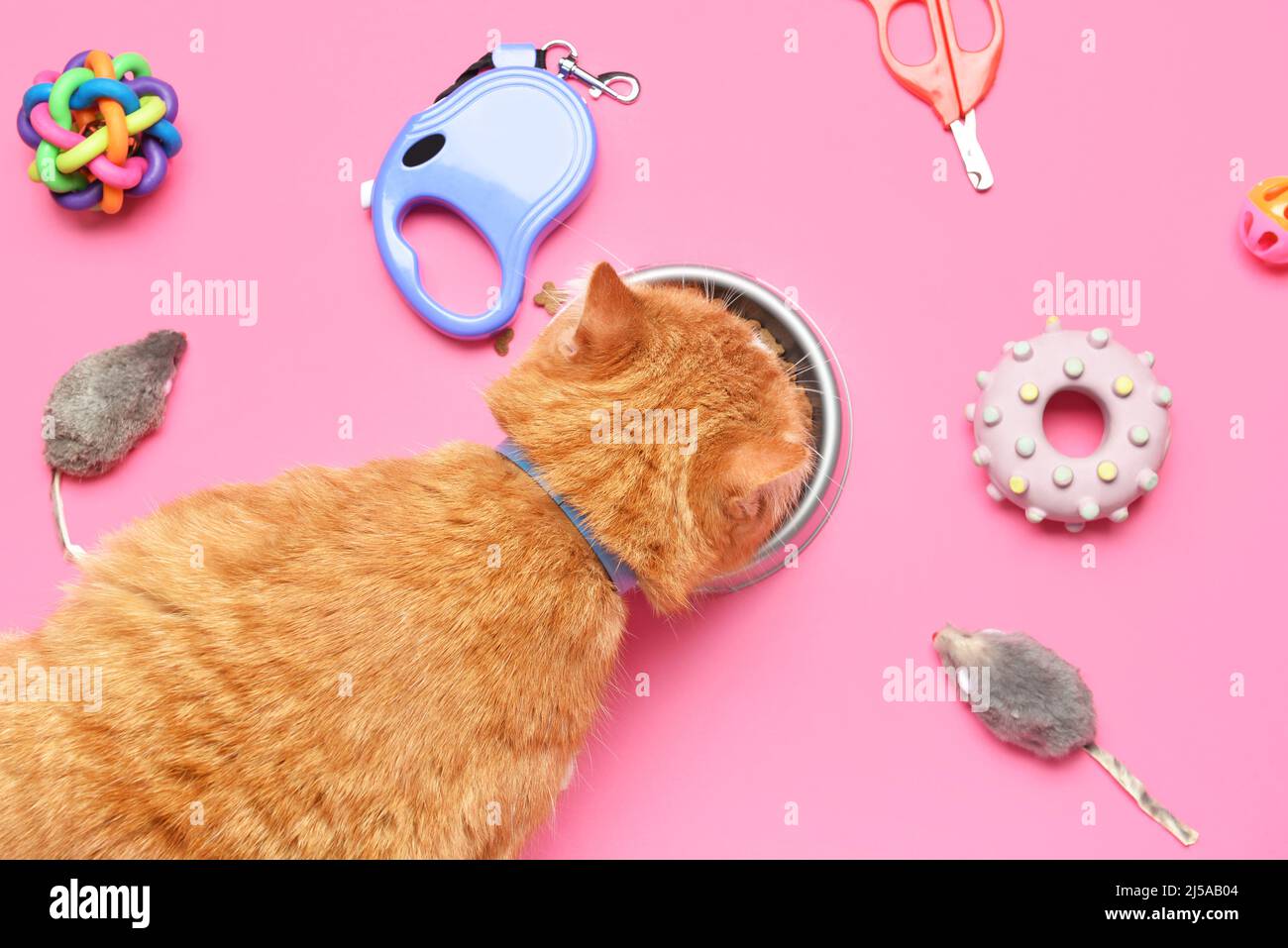 Cute cat eating dry food on pink background Stock Photo