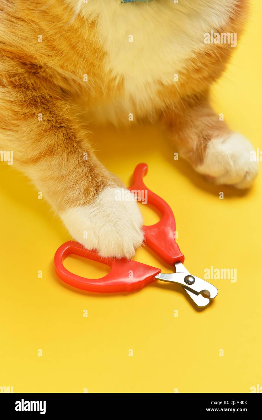 Cute cat with scissors on yellow background, closeup Stock Photo Alamy