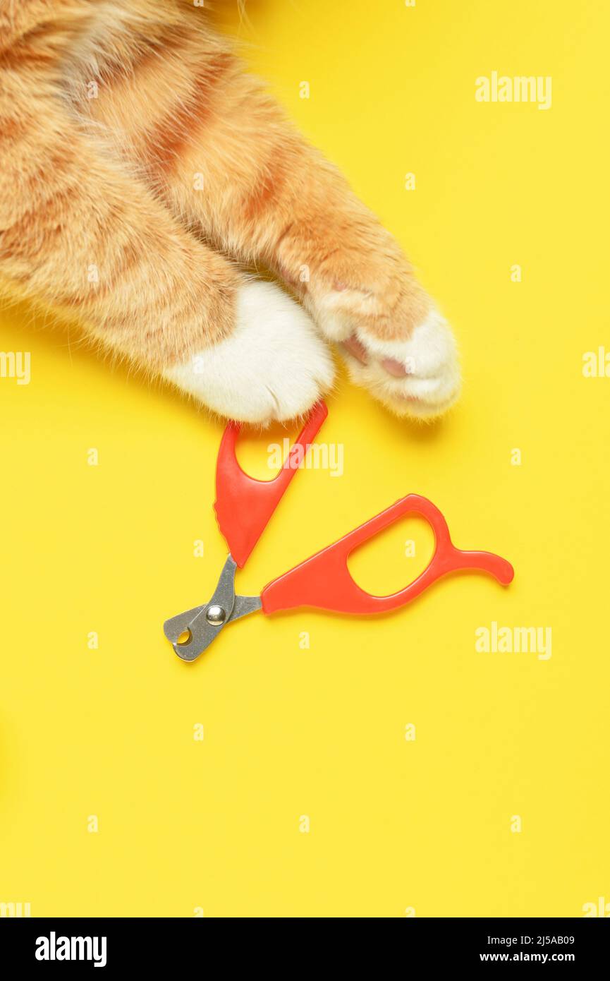 Cute cat with scissors on yellow background Stock Photo Alamy