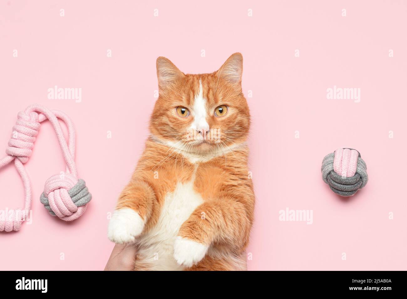 Cute cat with toys on pink background Stock Photo - Alamy