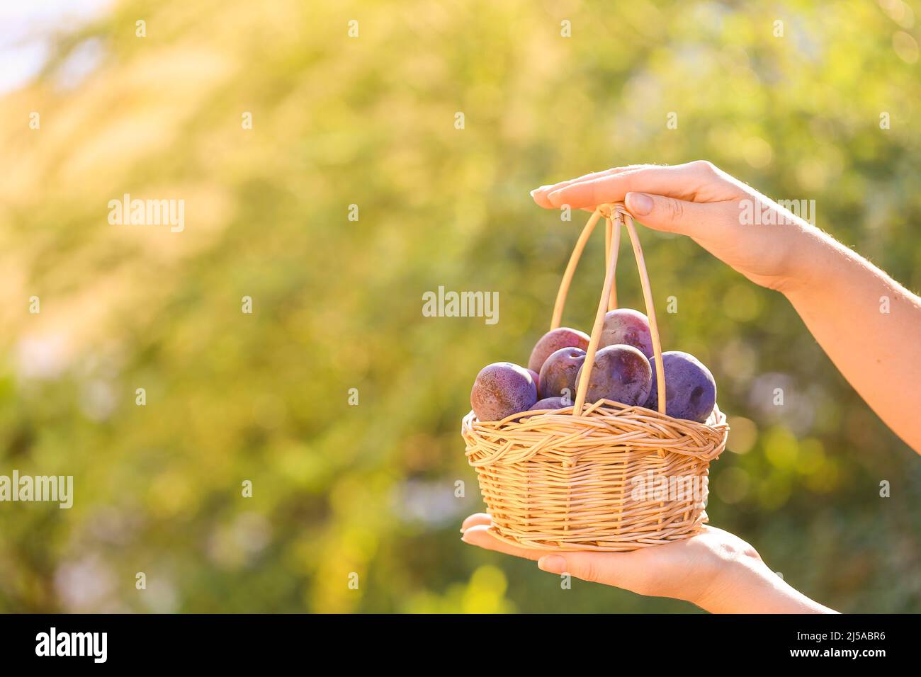 Plums harvest.Ripe Plums in a basket in hands in a summer garden.Farm organic bio fruits. plum abundance Stock Photo