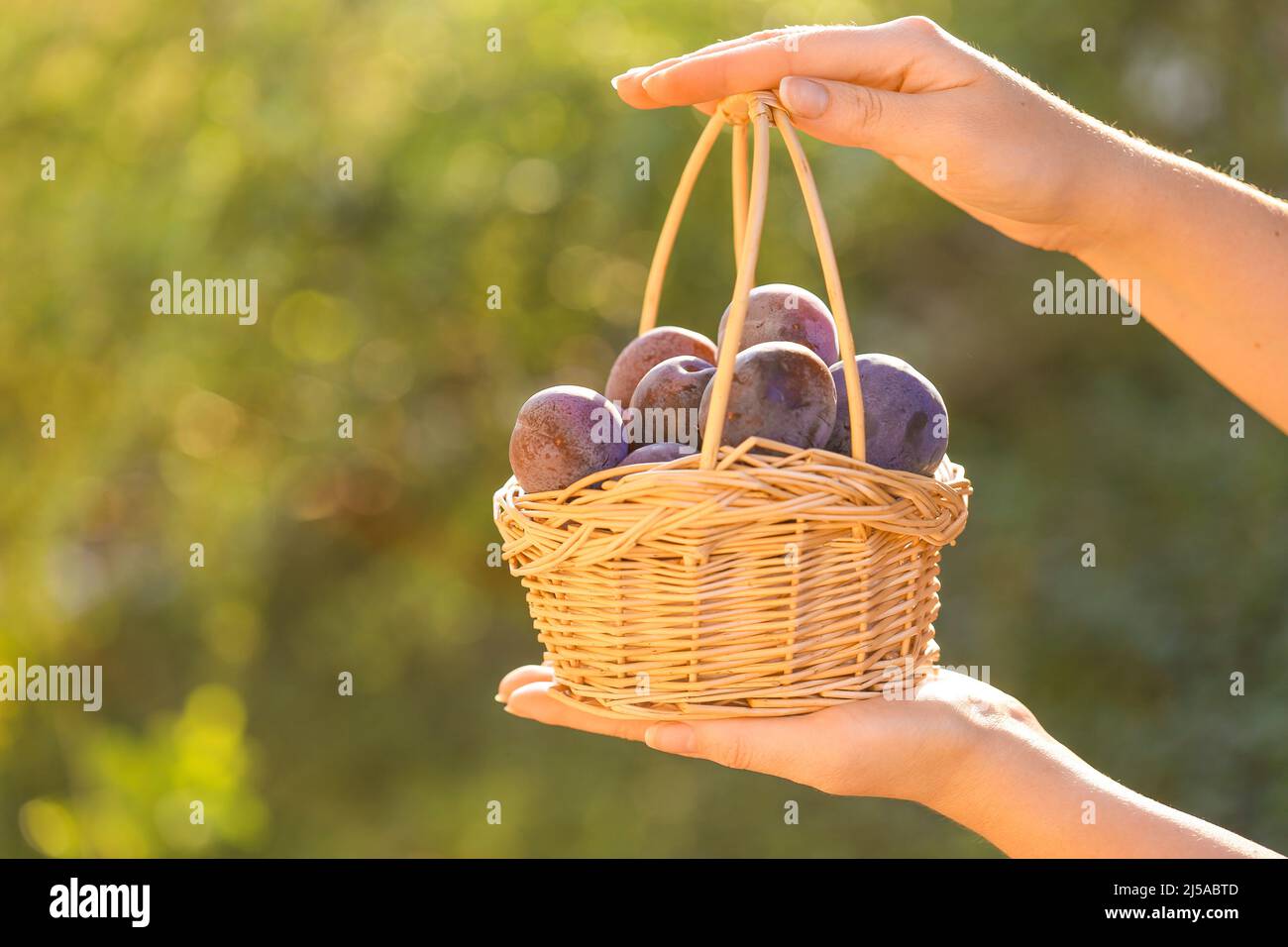 Plums harvest.Ripe Plums in a basket in female hands in a summer garden.Farm organic fruits. plum abundance Stock Photo