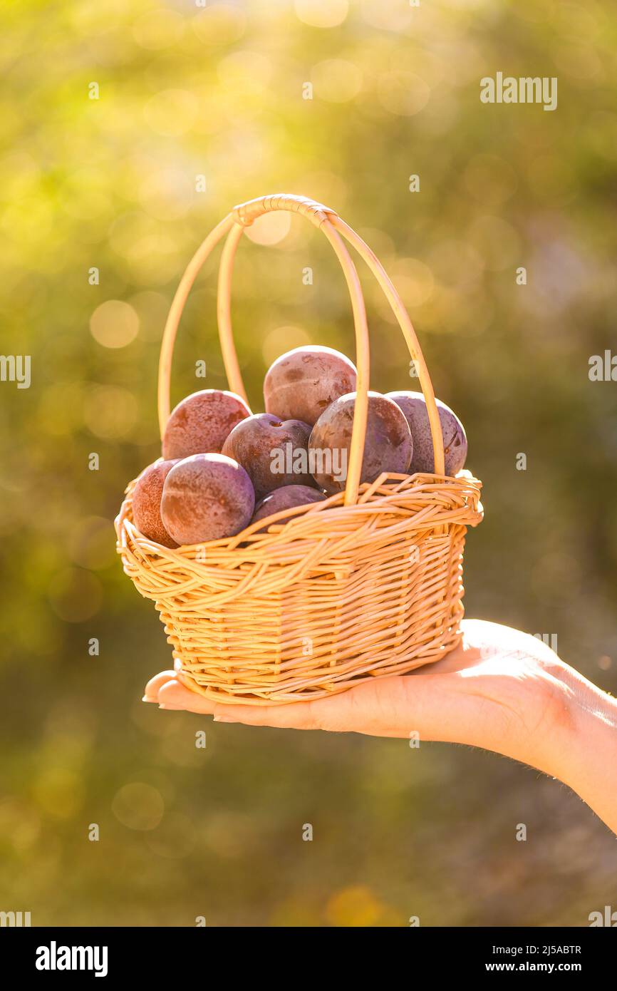 Ripe Plums in a basket in female hands in a summer garden.Farm organic bio fruits. plum abundance Stock Photo