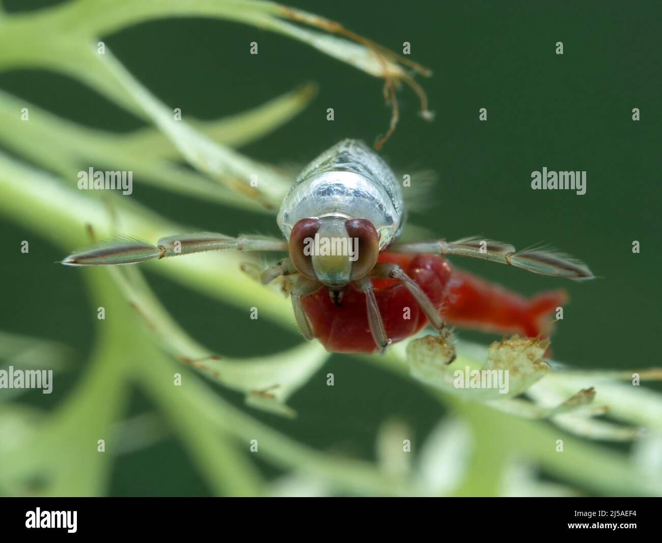 an aquatic grousewinged backswimmer (Notonecta undulata) on an underwater plant feeding on a bloodworm (chironomid larve) with its sharp proboscis Stock Photo