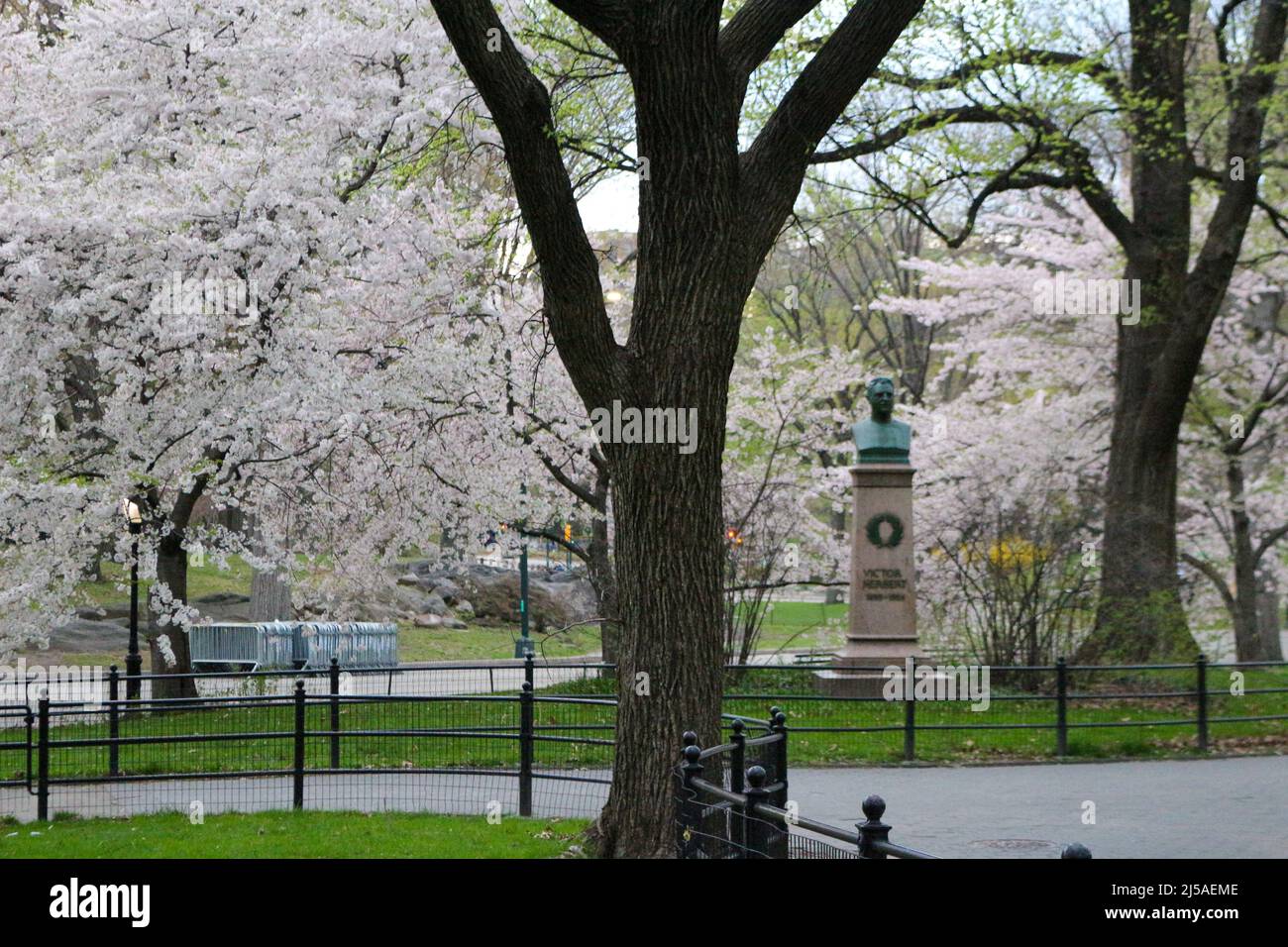 Flowers are blooming at Central Park in New York City on April 21, 2022
