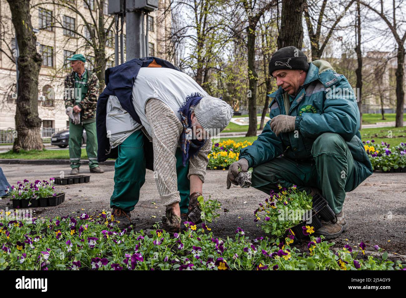 Volunteers seen planting flowers in centered Kharkiv. Russia has re ...