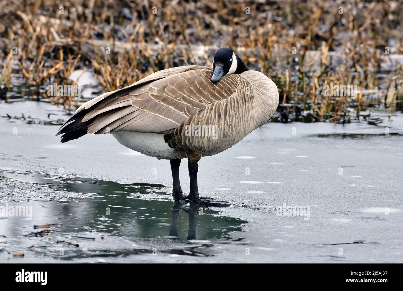 Canada goose bilbao weather hotsell
