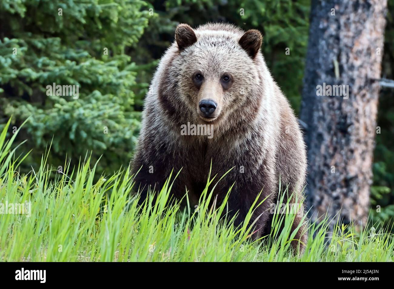 A front view of a young Grizzly Bear "Ursus arctos" out of hibernation in the spring season in