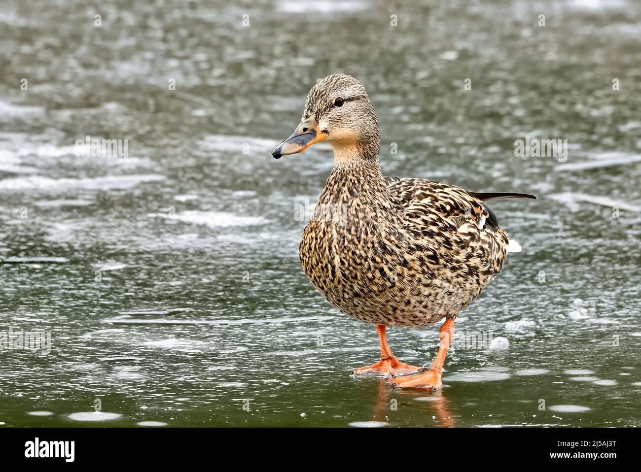 A front view of a female Mallard duck Anas platyrhynchos, walking on the thin ice of a frozen pond in rural Alberta Canada Stock Photo