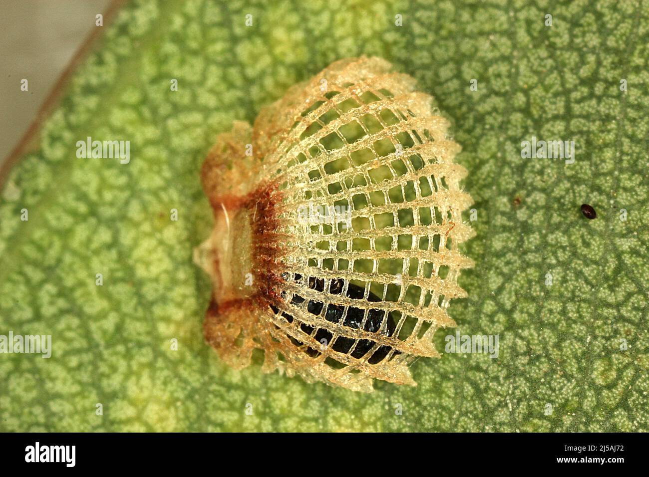 Lerp Insect sap sucking insect Psyllid lerp (Cardiaspina fiscella Stock Photo - Alamy