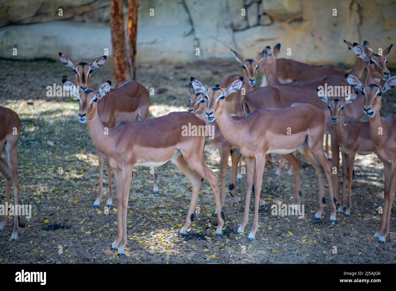 many graceful antelopes live in the Dubai Zoo Stock Photo