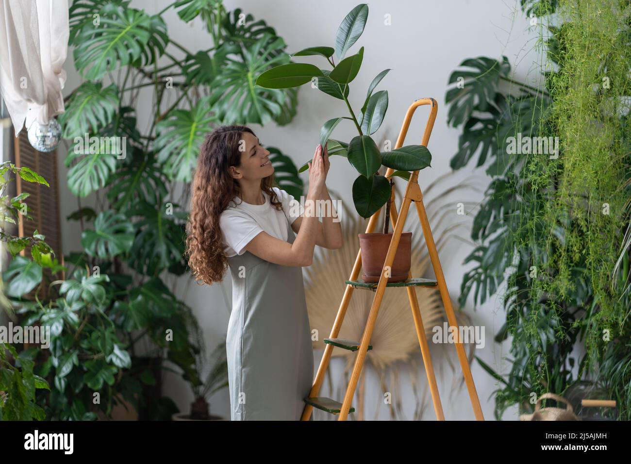 Freelance gardener girl take care of houseplants in home garden. Caring florist wiping ficus leaves Stock Photo