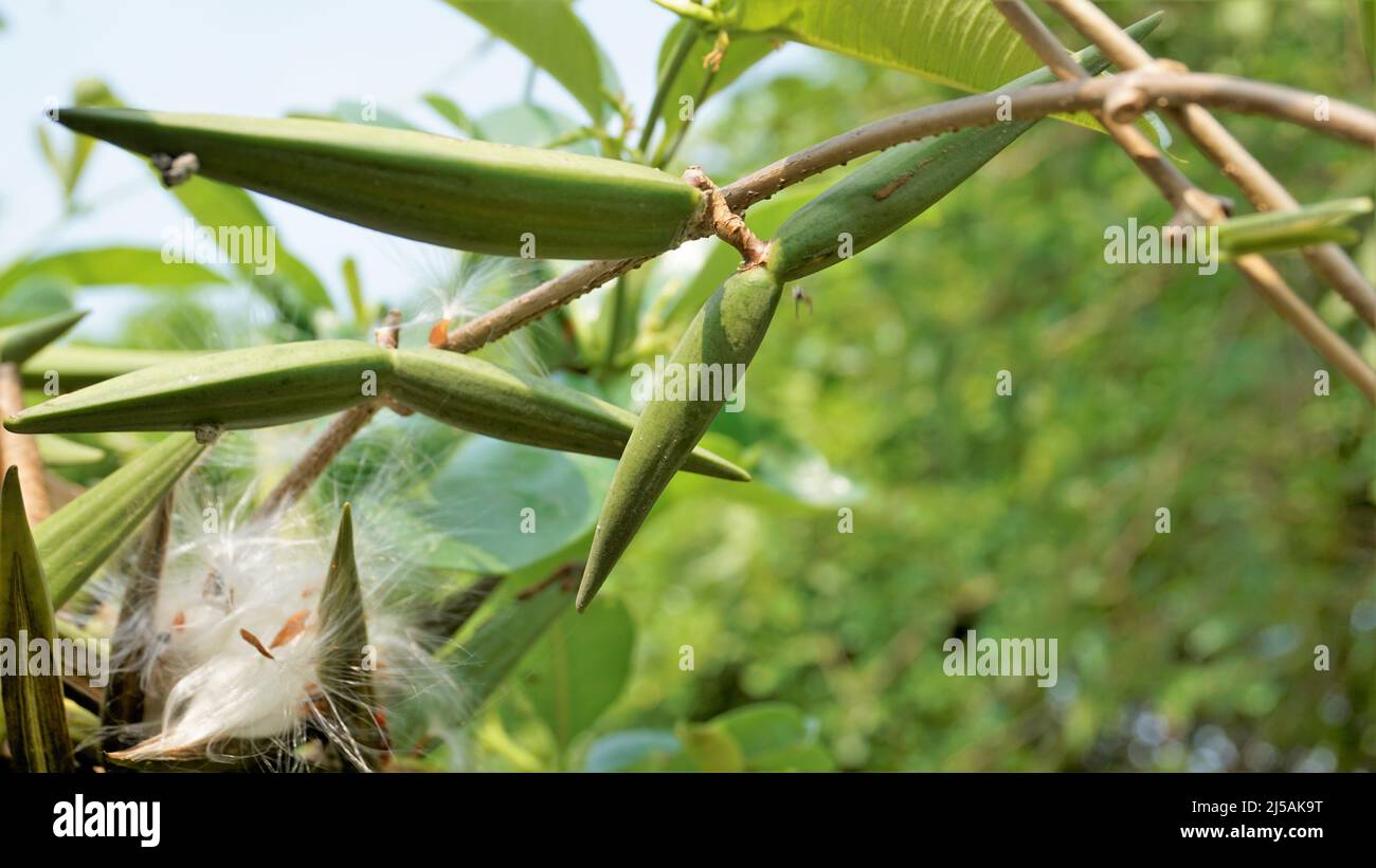 Seeds of Periploca laevigata. Flowering plant in family apocynaceae native to cape verde, canary and savage islands. commonly known as cornical Stock Photo