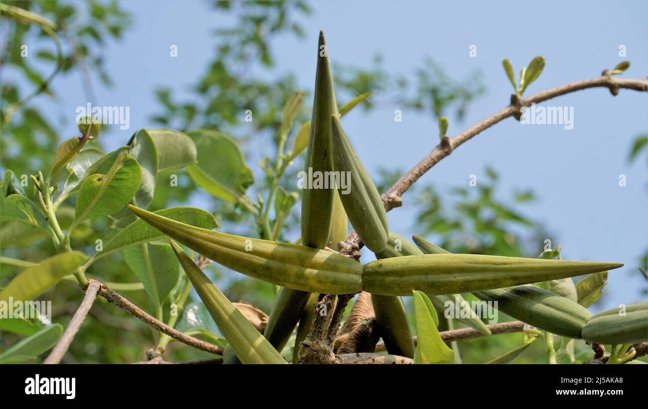 Seeds of Periploca laevigata. Flowering plant in family apocynaceae native to cape verde, canary and savage islands. commonly known as cornical Stock Photo