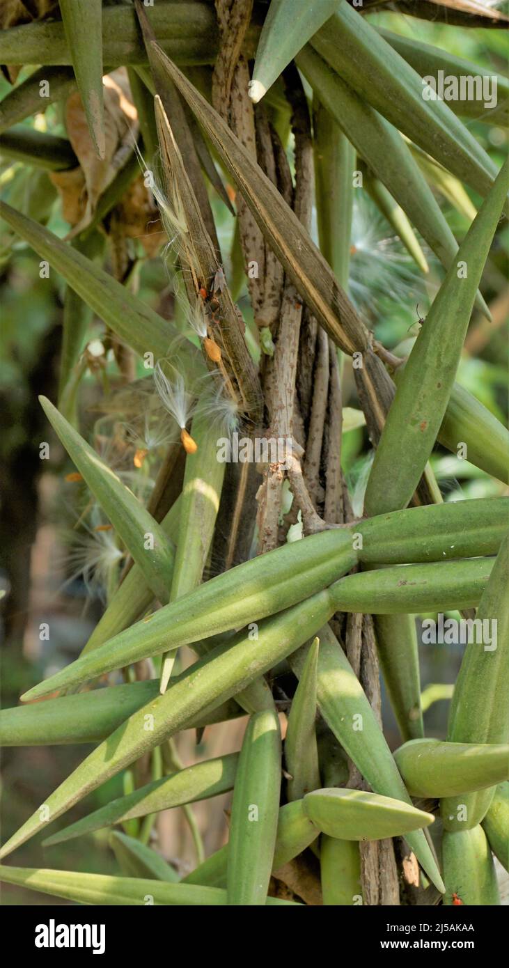 Seeds of Periploca laevigata. Flowering plant in family apocynaceae native to cape verde, canary and savage islands. commonly known as cornical Stock Photo