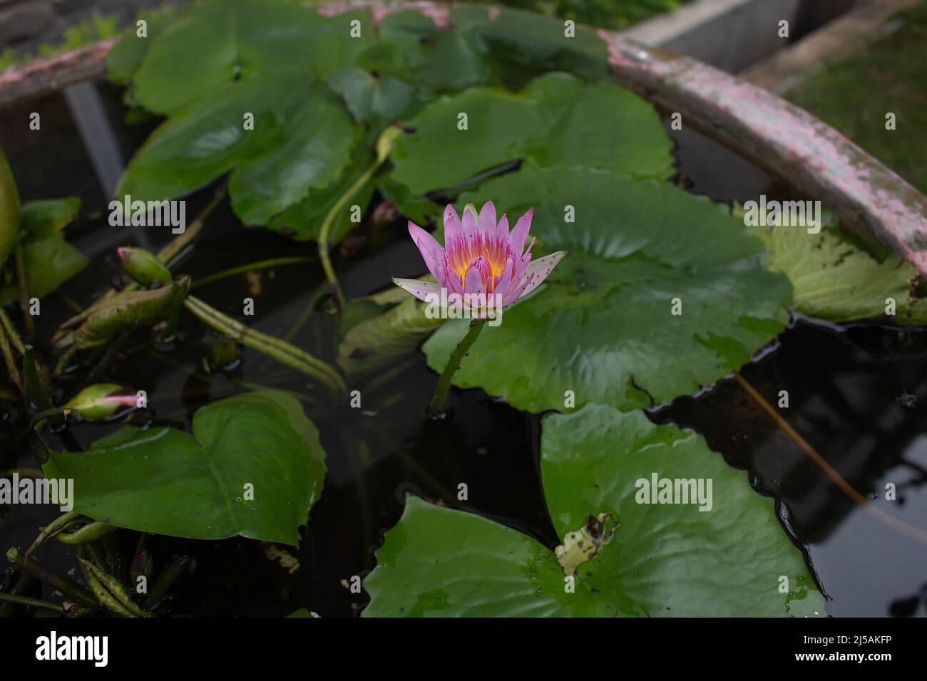 This beautiful lotus or lotus flower is complemented by the rich colors of the water surface. Stock Photo