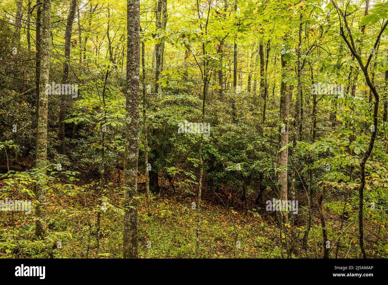 A hillside of trees starting to change to their Fall colors along the
