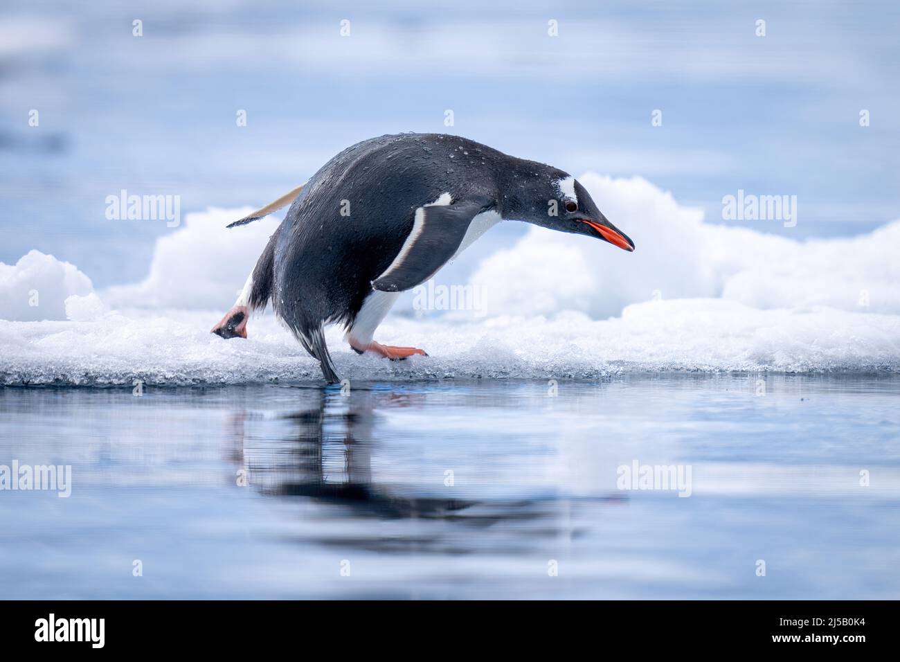 Gentoo Penguin Starts To Dive Into Water Stock Photo Alamy