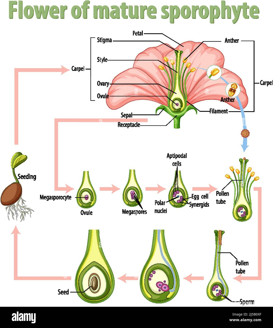 Diagram showing flower of mature sporophyte illustration Stock Vector