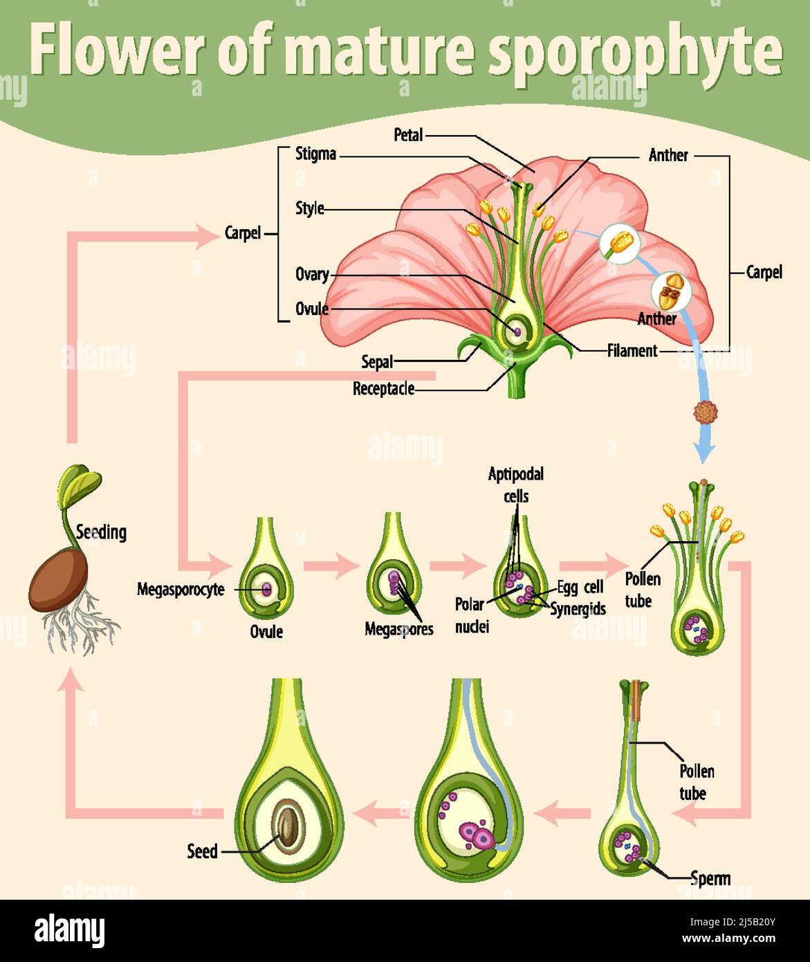 Diagram showing flower of mature sporophyte illustration Stock Vector