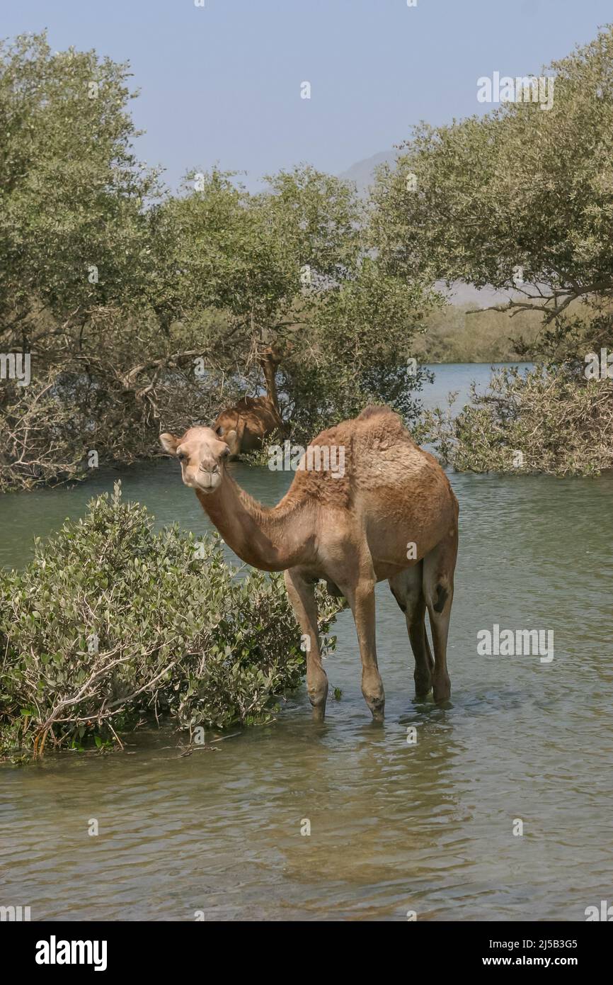 Camels browsing in the pristine mangroves of Khor Kalba, on the east coast of the Emirate of Sharjah, in the United Arab Emirates. Stock Photo