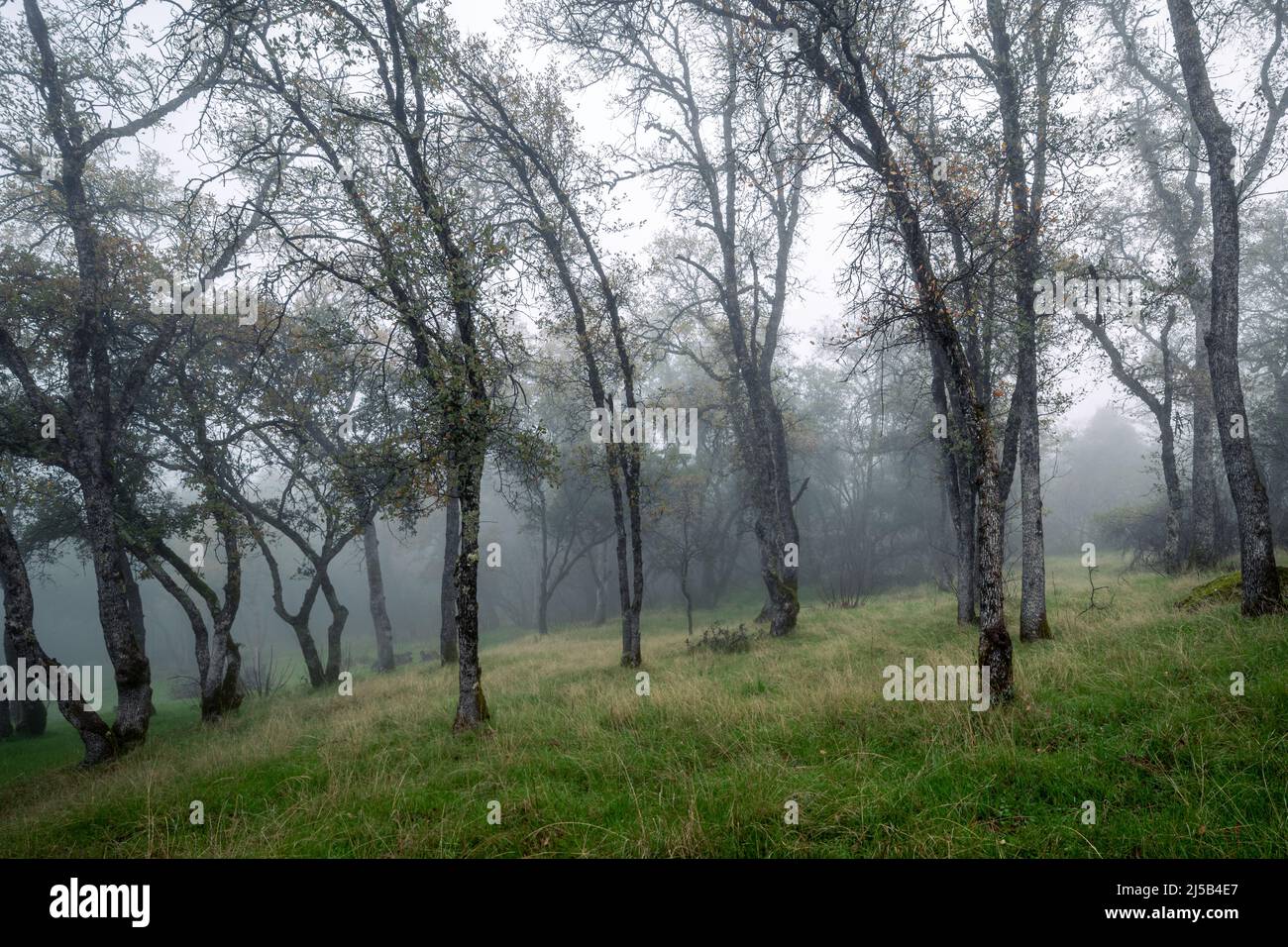 Oak trees on a hillside shrouded in early morning fog. Stock Photo