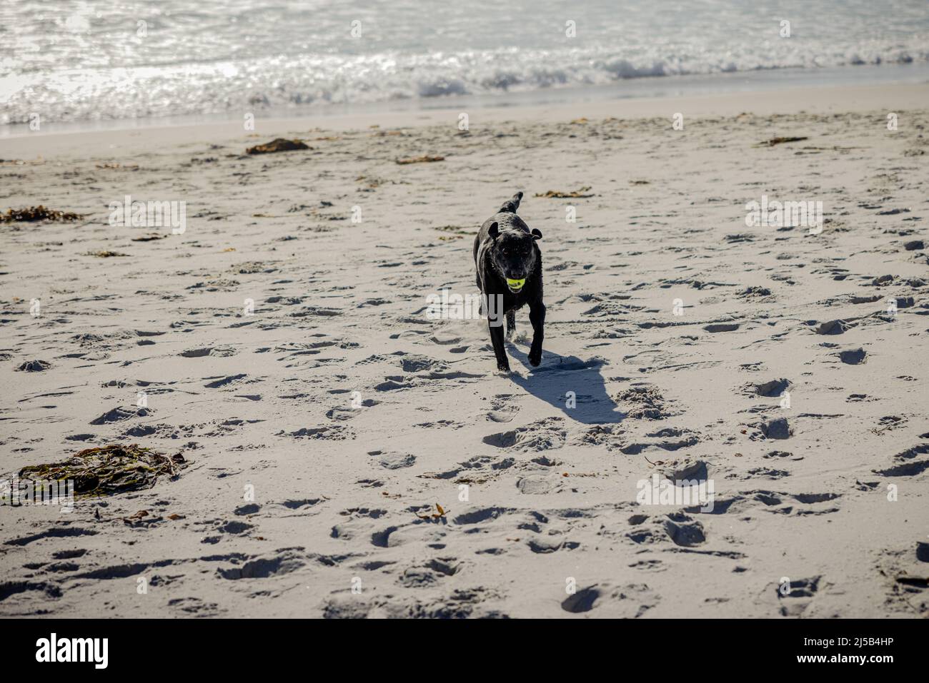 A black labrador enjoying playing fetch at the beach in California Stock Photo