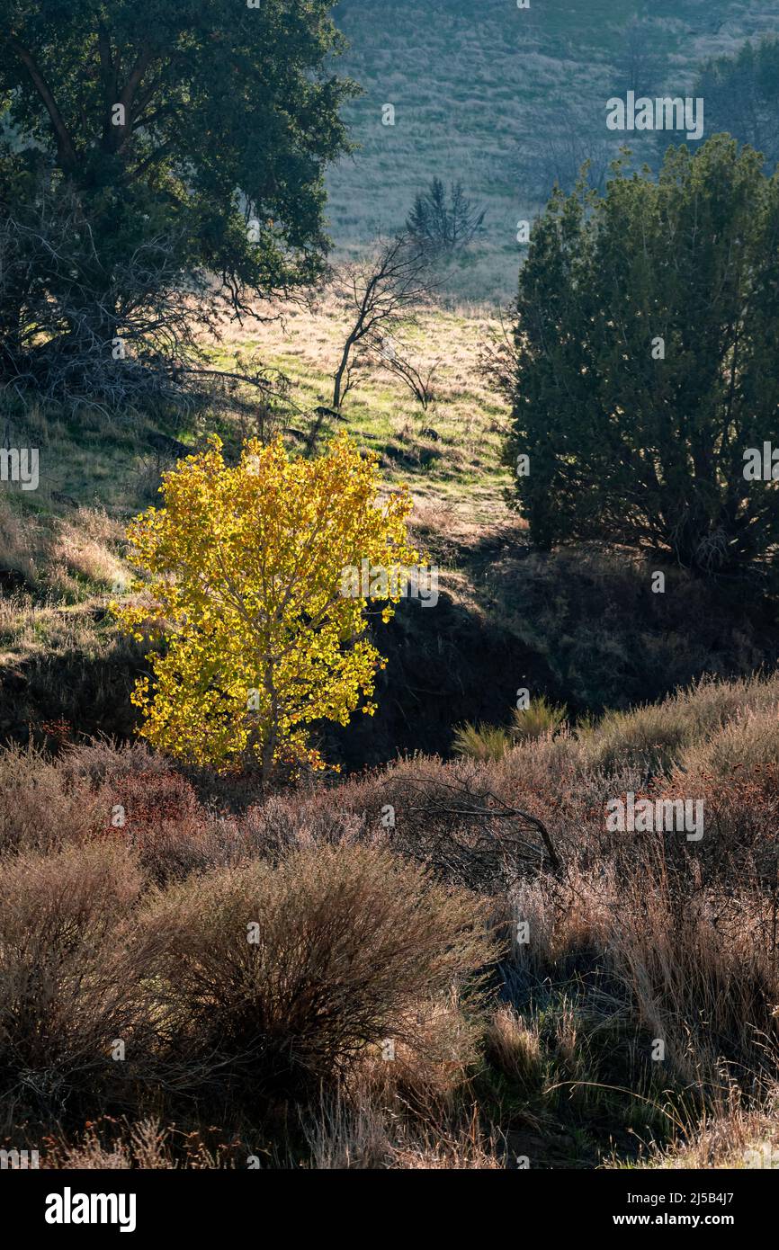 A tree with yellowing leaves in the fall in the central valley of California Stock Photo