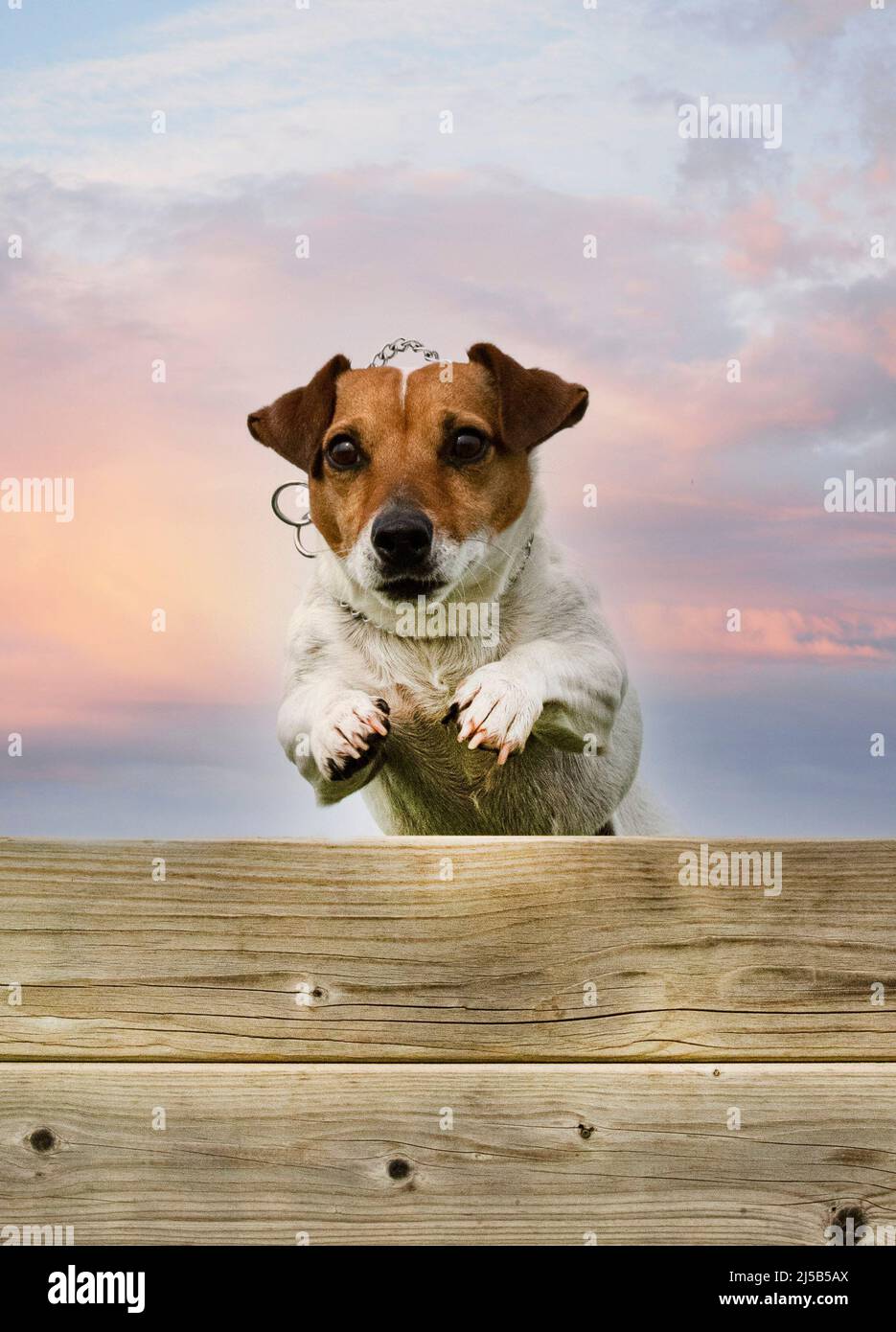 training for a jack russel terrier on a fence for obedience discipline