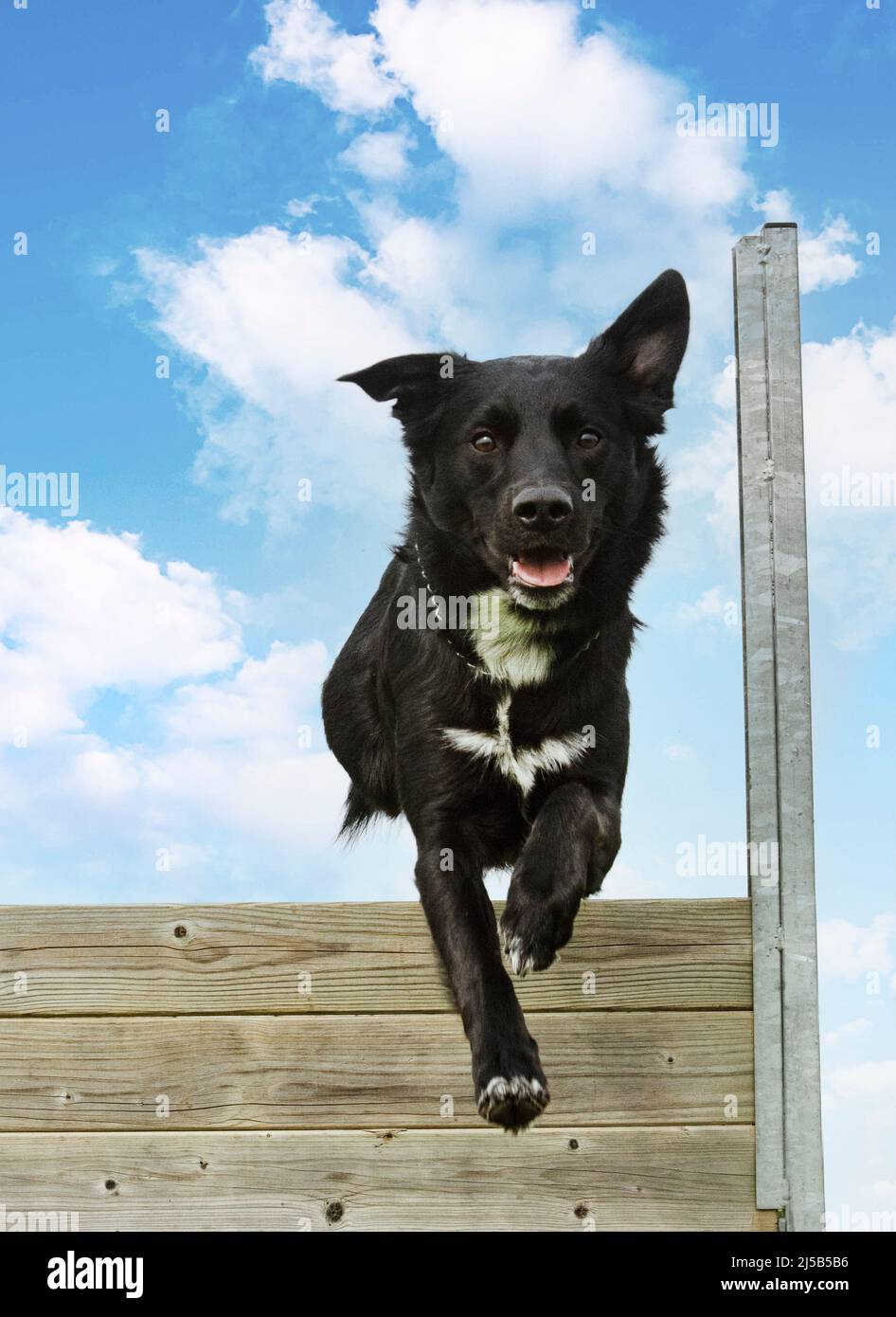 training for a border collie on a fence for obedience discipline Stock