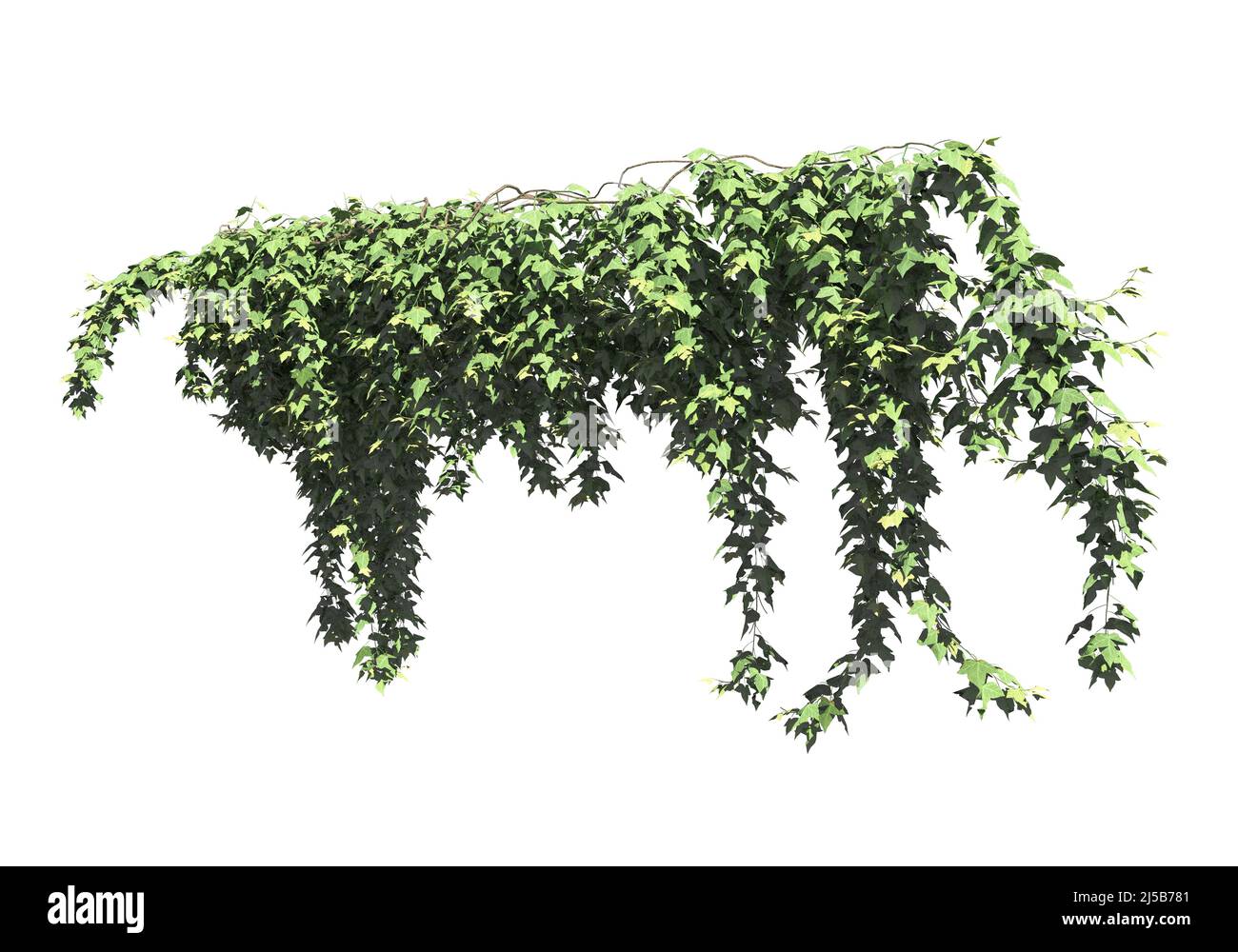 3D illustration climbing plants creepers isolated on white background