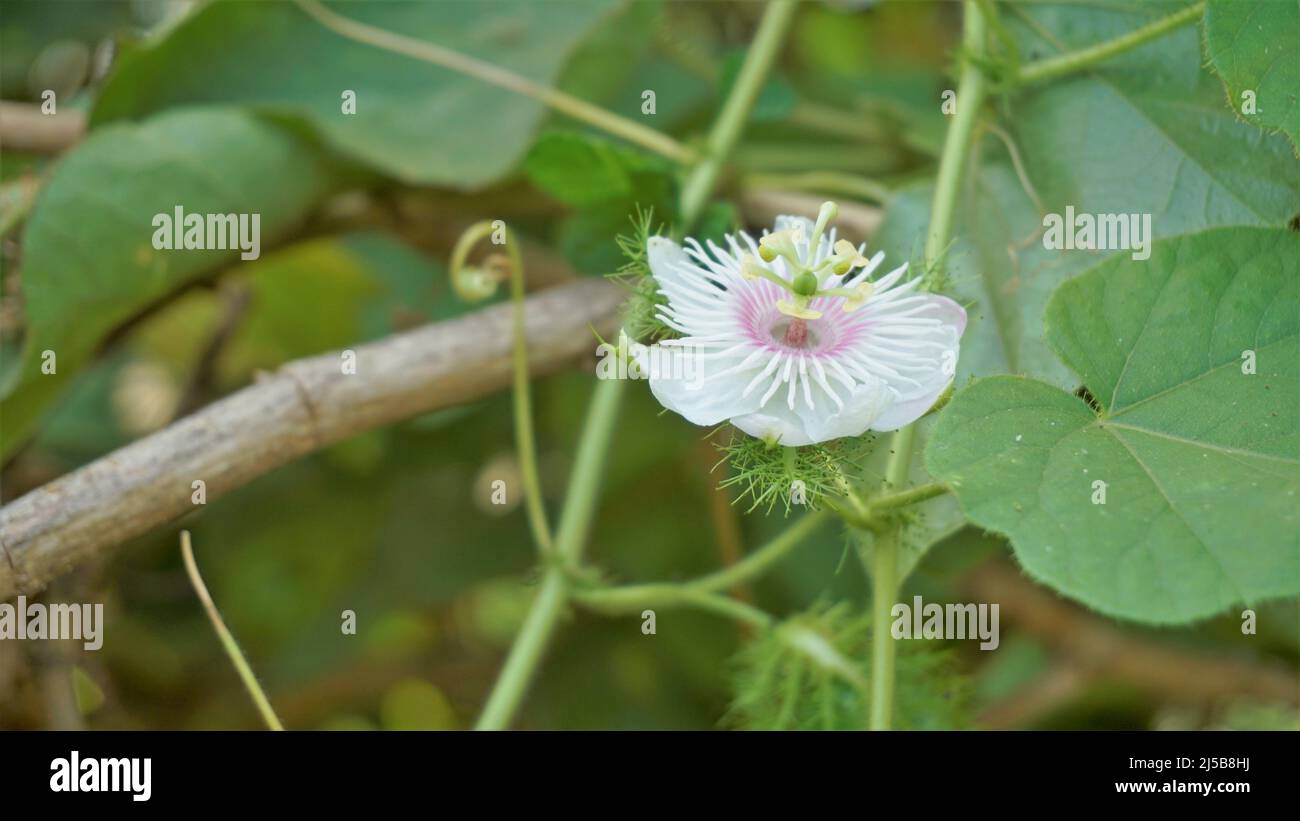 Flowers of Passiflora foetida also known as Mossy passionflower, Running pop, Wild water lemon etc. Spotted in BTM or madiwala lake Stock Photo